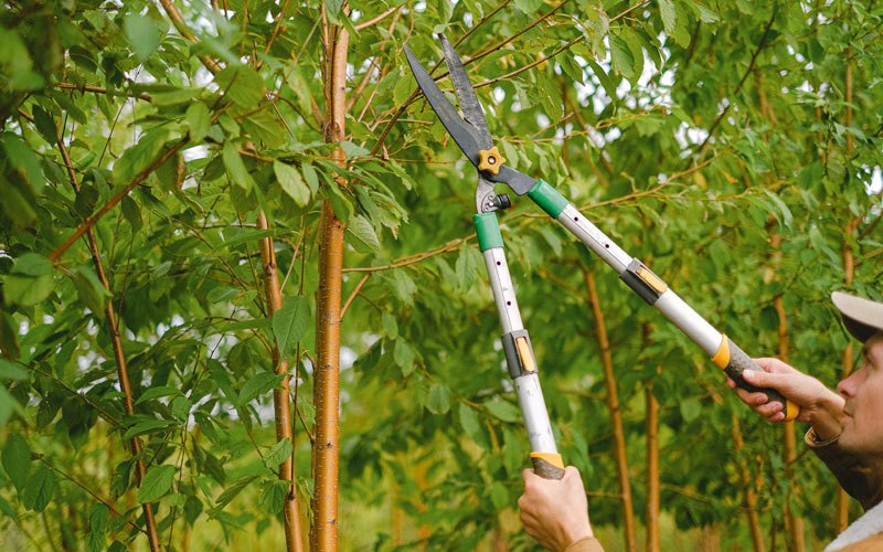 Tree trimming in Netcong, NJ